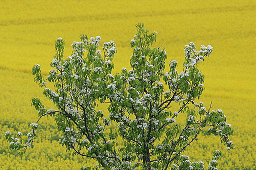 Frühling