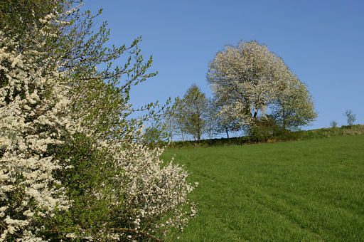Schlehen, Prunus spinosa (LINNAEUS)