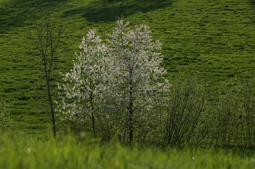 Frühling, Prunus avium (LINNAEUS)