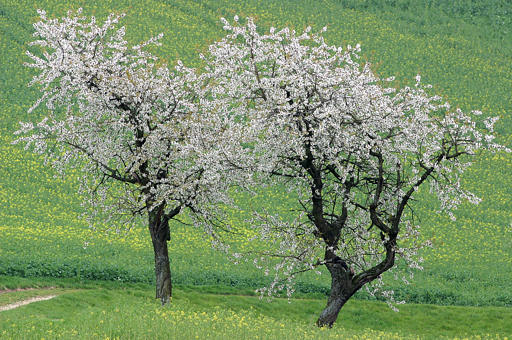 Frühling