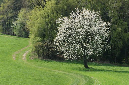 Frühling