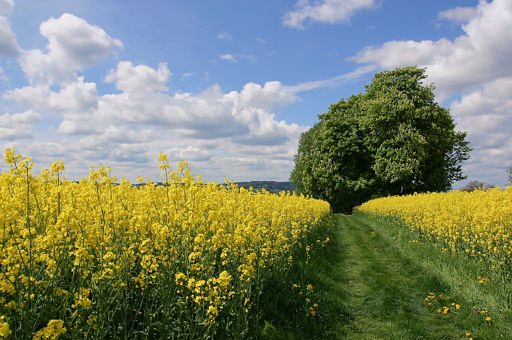 Frühling