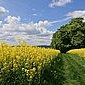 Fr&uuml;hling