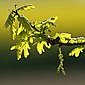 Eichenbl&uuml;te