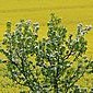 Fr&uuml;hling