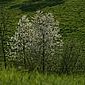 Fr&uuml;hling