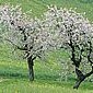Fr&uuml;hling