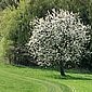 Fr&uuml;hling