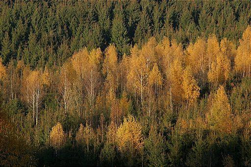 Birke, Betula pendula (ROTH)