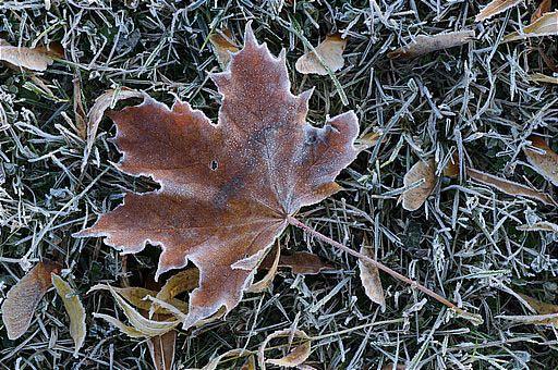 Spitzahorn, Acer platanoides (LINNAEUS)