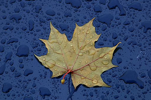 Spitzahorn, Acer platanoides (LINNAEUS)