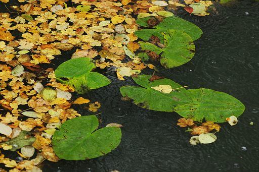 Herbst am Teich
