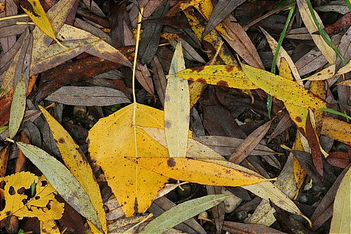Herbstblätter
