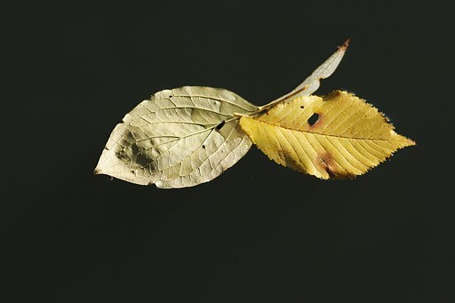 Drei herbstliche Blätter