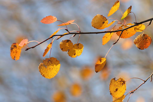 Zitterpappel, Espe, Populus tremula (LINNAEUS)