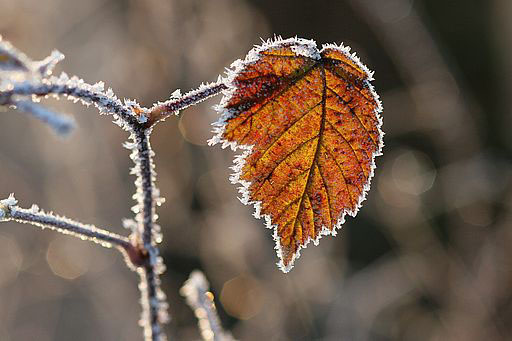 Brombeere, Rubus spec. (LINNAEUS)