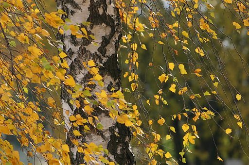 Birke, Betula pendula (ROTH)