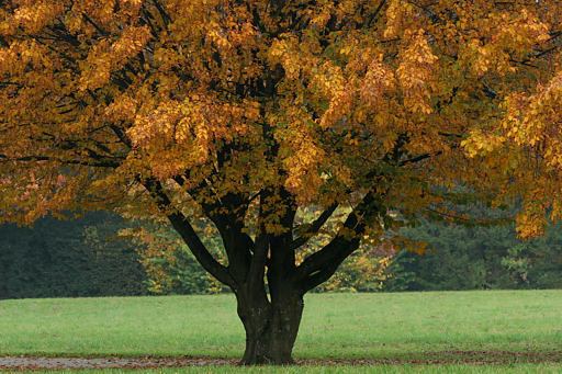 Hainbuche, Carpinus betulus (LINNAEUS)