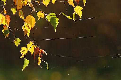 Birke, Betula pendula (ROTH)