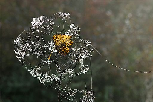 Blatt im Netz