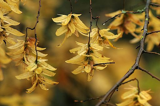 Hainbuche, Carpinus betulus (LINNAEUS)