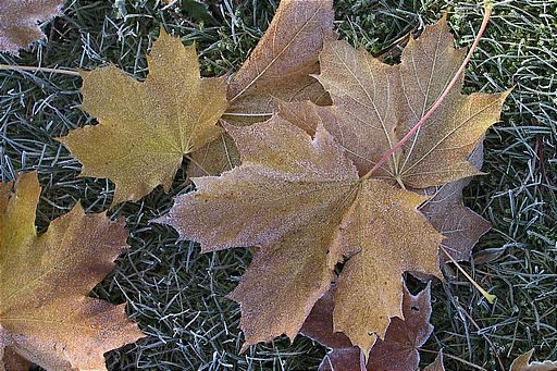 Spitzahorn, Acer platanoides (LINNAEUS)