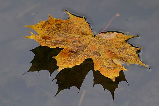 Spitzahorn, Acer platanoides (LINNAEUS)