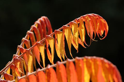 Essigbaum