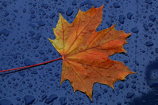 Spitzahorn, Acer platanoides (LINNAEUS)