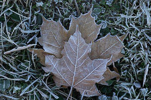 Spitzahorn, Acer platanoides (LINNAEUS)