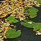 Herbst am Teich
