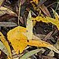 Herbstbl&auml;tter