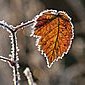 Brombeere