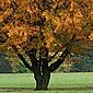 Herbst