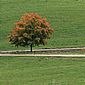 Spitzahorn