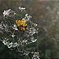 Blatt im Netz