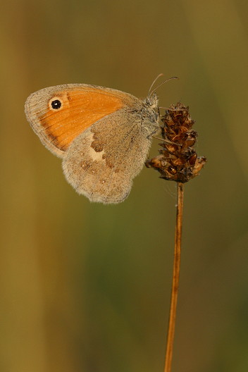 Heufalter, Coenonympha pamphilus (LINNAEUS, 1758)