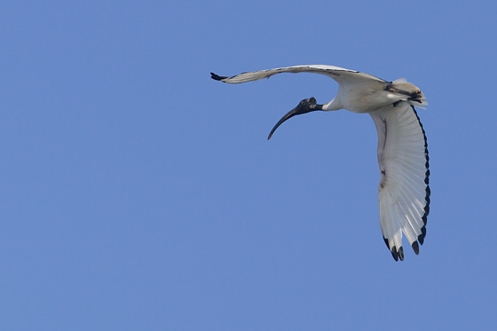 Heiliger Ibis