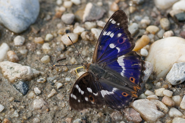 Kleiner Schillerfalter
