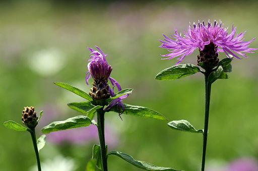 Wiesenflockenblume