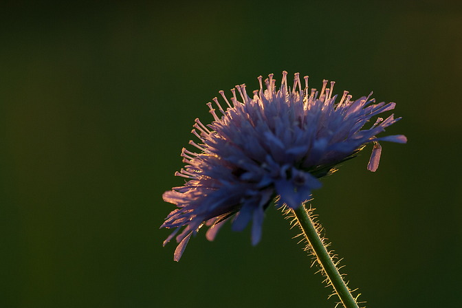 Acker-Witwenblume