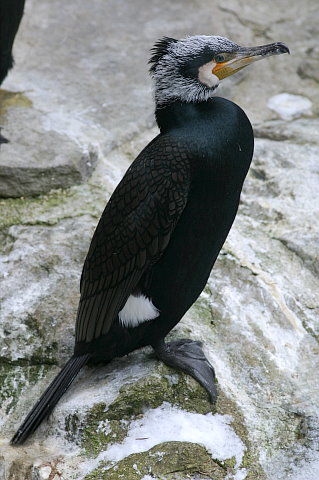 Kormoran