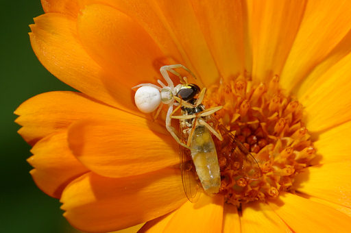 Veränderliche Krabbenspinne
