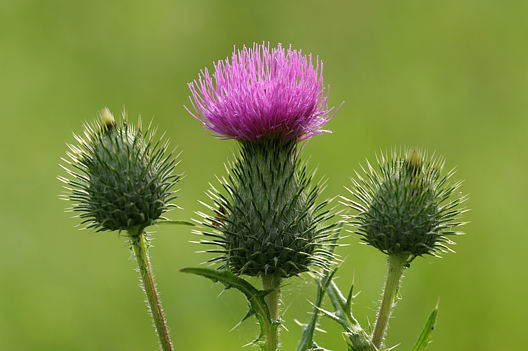 Kratzdistel