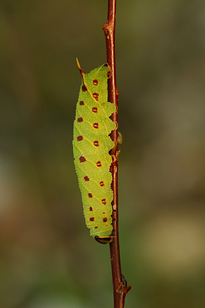 Pappelschwärmer