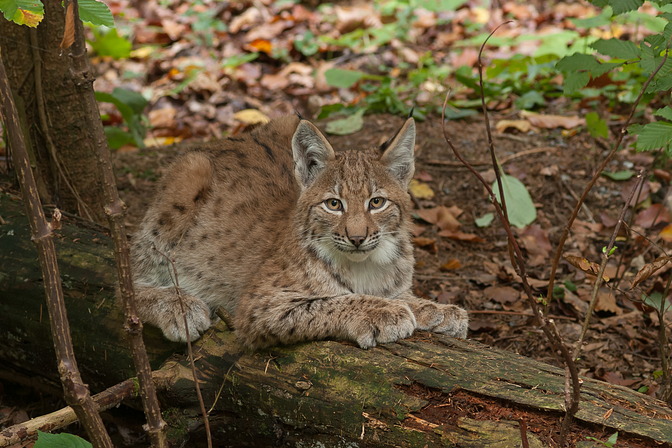 Luchs (Jungtier)