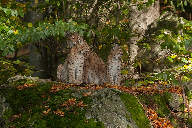 Luchs
