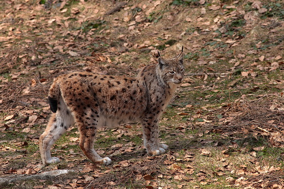 Luchs