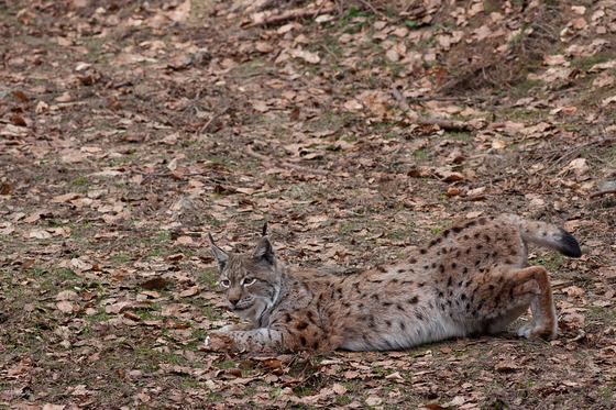 Luchs