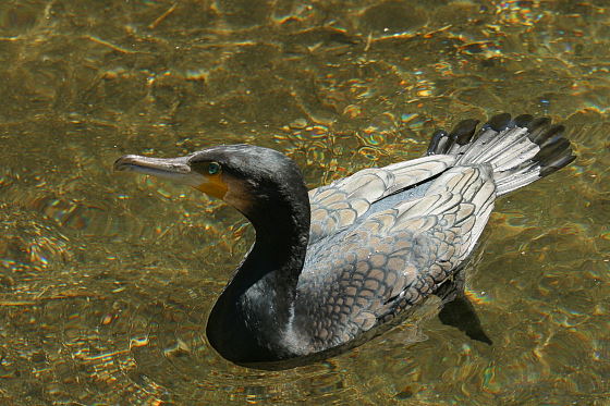 Kormoran